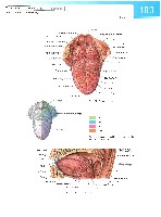 Sobotta Atlas of Human Anatomy  Head,Neck,Upper Limb Volume1 2006, page 110